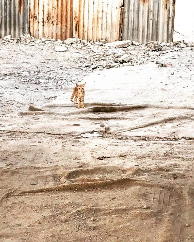 41079363_2172758752980937_3349214672787079168_n