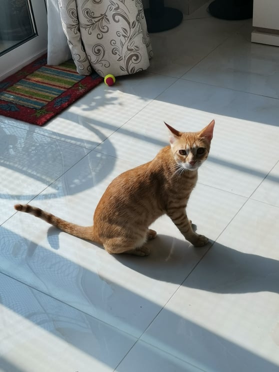 117767644_1855447881275888_8192826446598850165_n