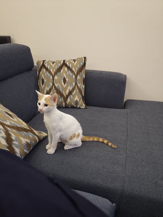 117825953_1628388610651809_4234758350381591715_n